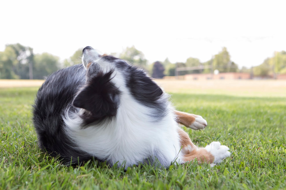 How to Teach Your Dog to Play Fetch