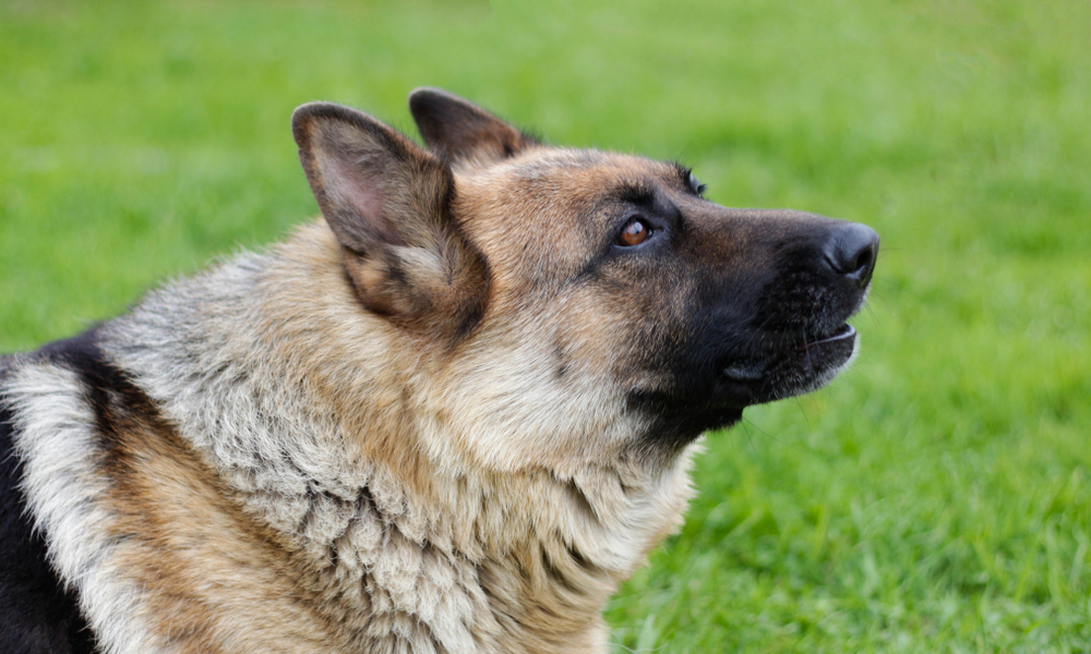 Why Do Dogs Howl At Sirens