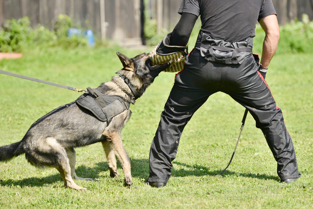 How Do Police Dogs Identify Targets for Attack?