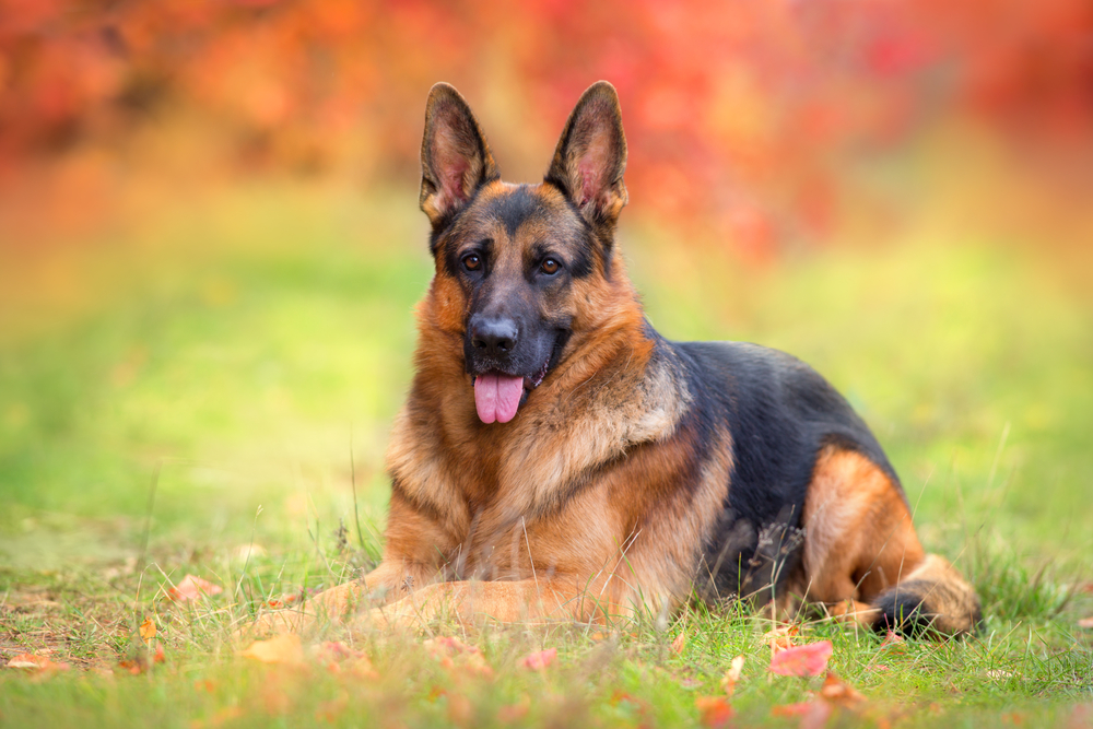 Why German Shepherds Are the Best Dog Breed