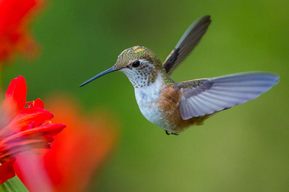 can birds fly backwards?