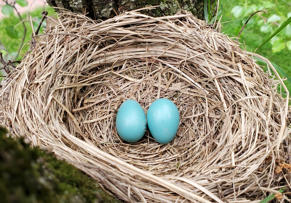 Can Birds Move Their Babies to a New Nest