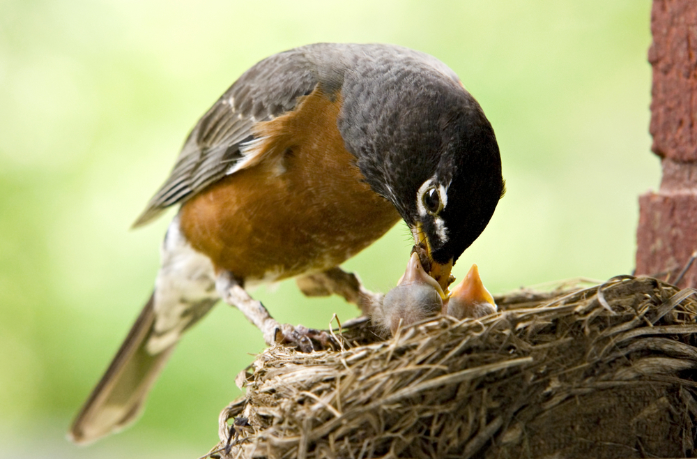 Can Birds Move Their Babies to a New Nest