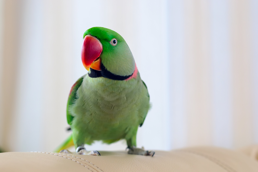 Can I Change My birds cage? - Alexandrine Parakeet