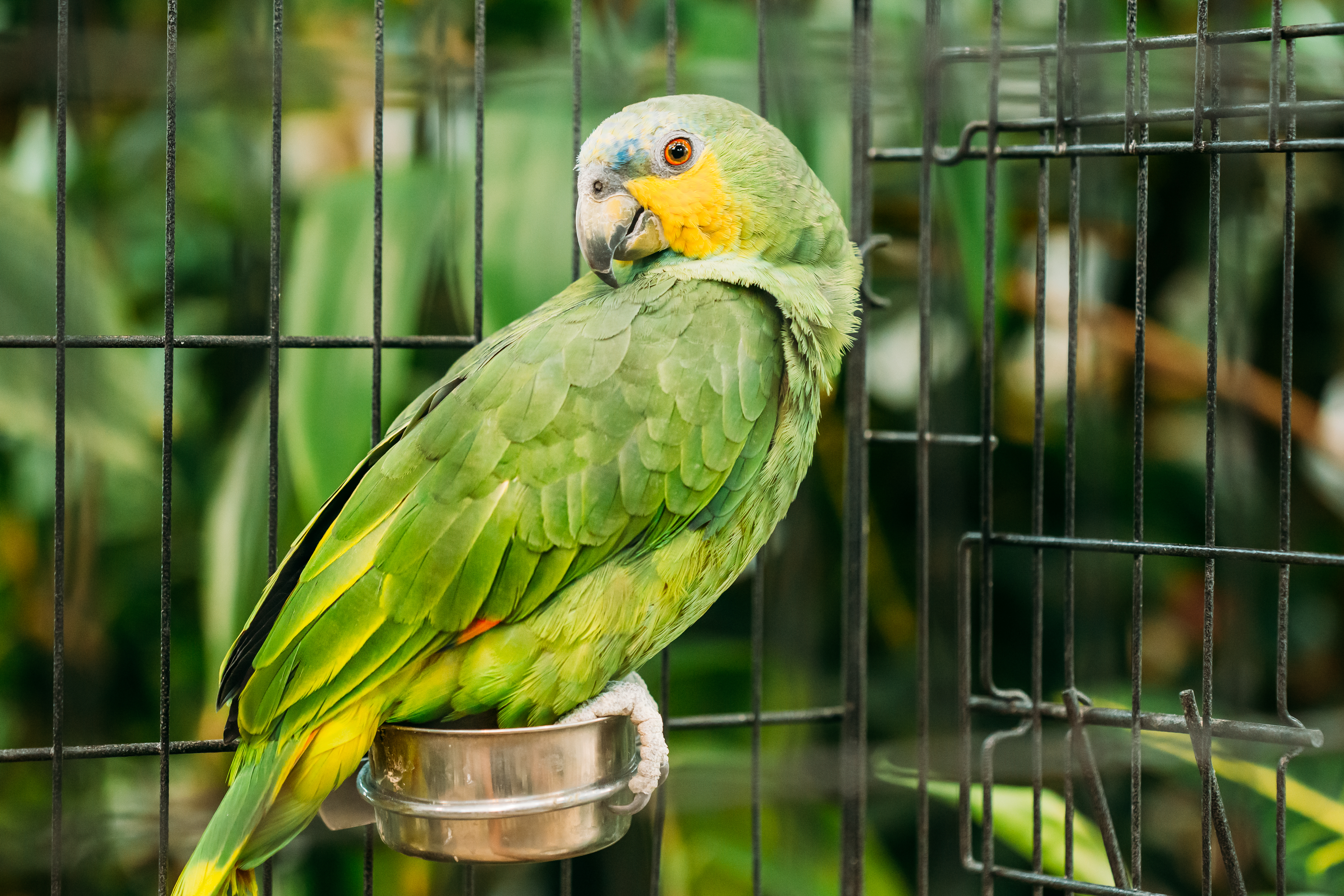 Are Humidifiers safe for birds