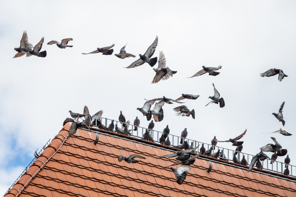 Bird Watching - Birds sitting on the roof