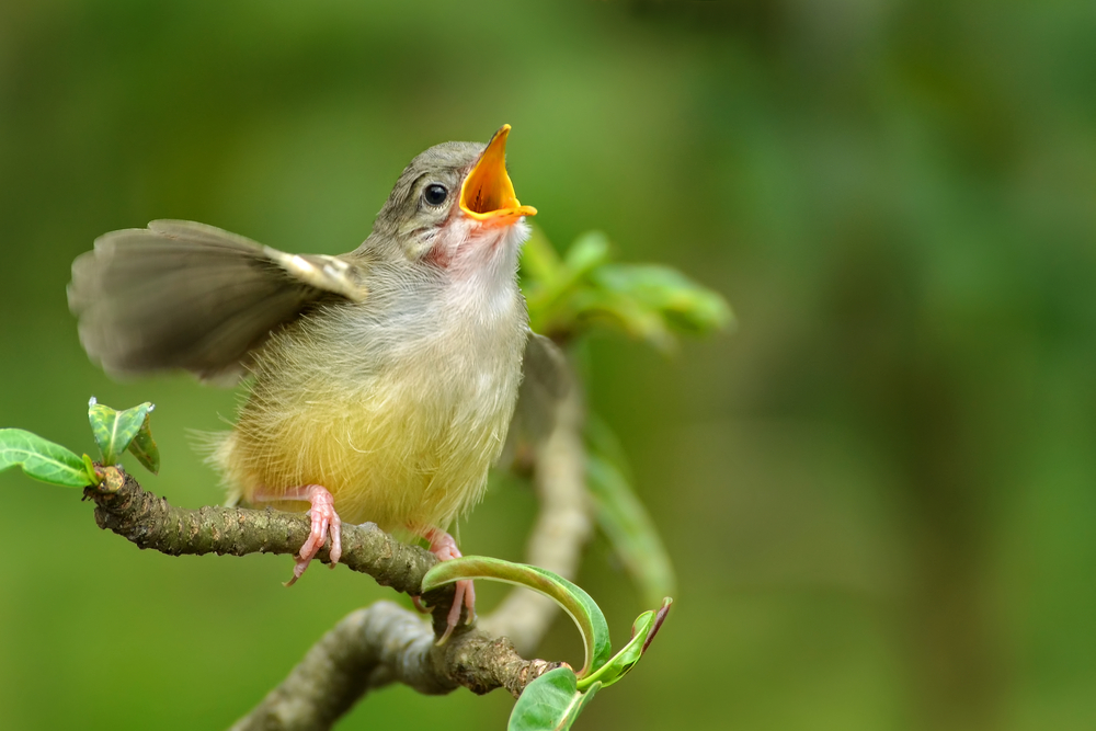 Bird watching - Lovely bird singing