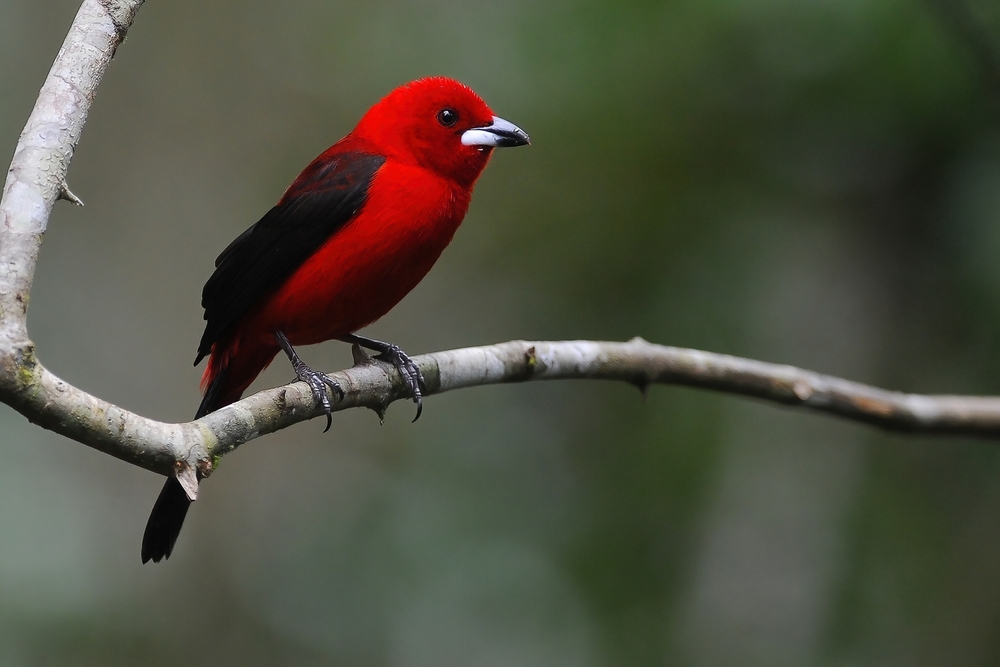 Bird Watching - Red bird sitting on a tree