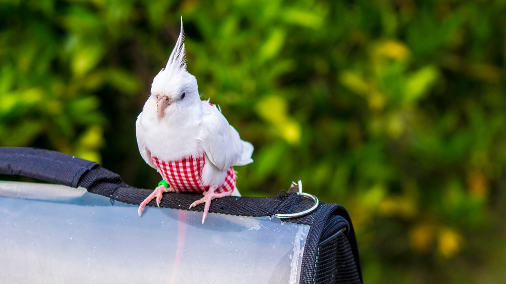 Can Birds Wear Diapers? - parrot