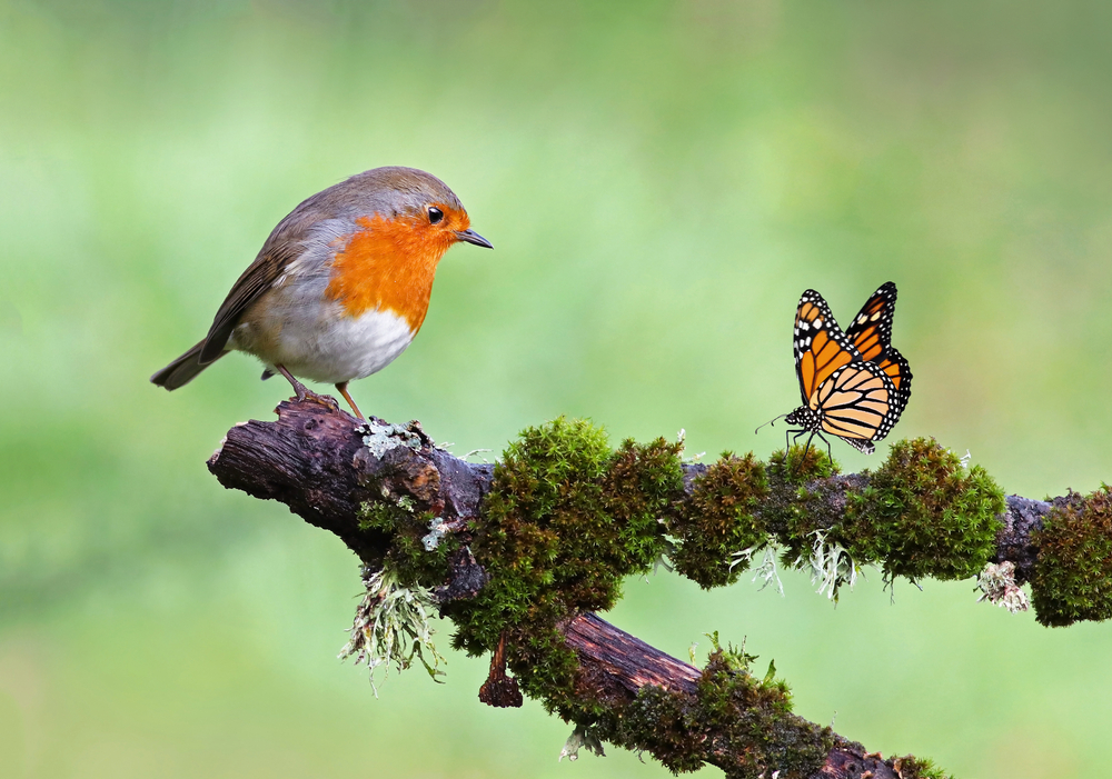 Are Humidifiers safe for birds - Bird on a tree