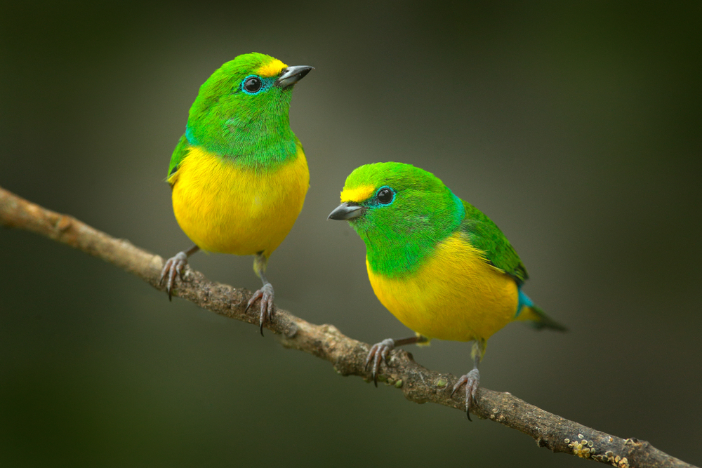 Bird watching -Cute birds.- Beautiful tanager Blue-naped Chlorophonia, Chlorophonia cyanea, exotic tropical green songbird from Colombia sitting on a tree