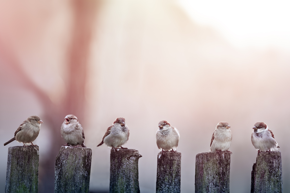 Bird watching - Sparrows