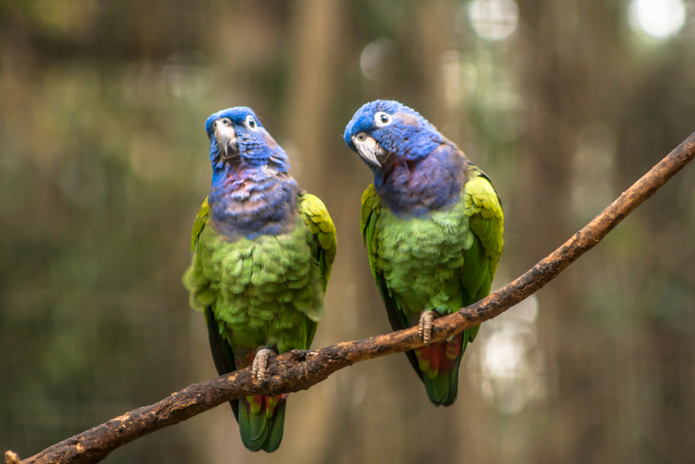 Can Old Birds Fly? - Blue-headed Parrot