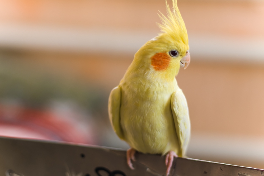 Can Birds Wear Diapers? - Cockatiels