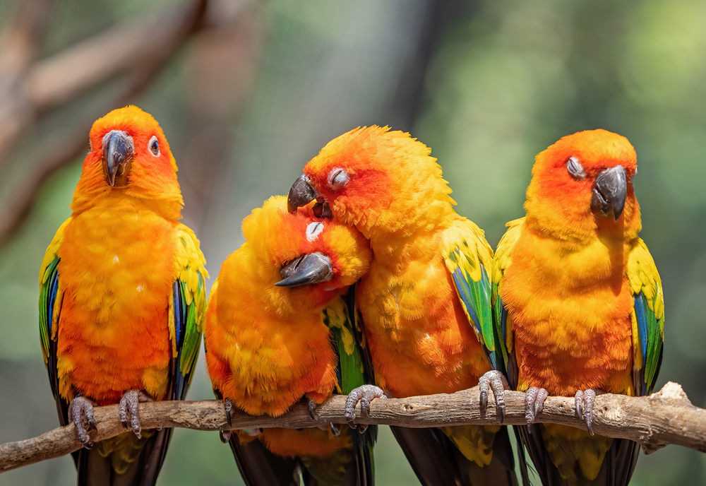 Can Kakarikis Live with Other Birds?Conures