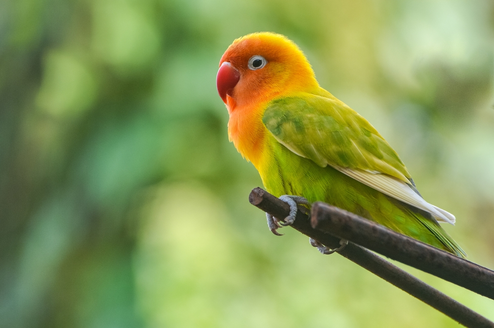 Can Love Birds Change Color? Cute Love Bird