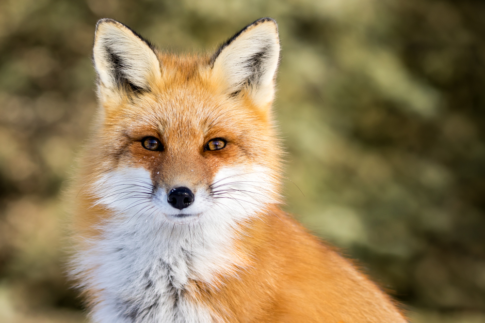 Are Foxes More Closely Related to Cats or Dogs? 