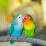 Can Love Birds Change Color? - Green Love Birds