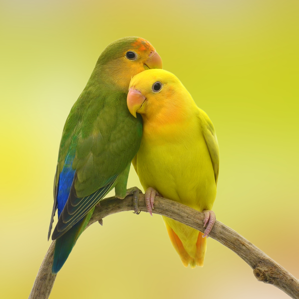 Can Love Birds Change Color? Love Birds