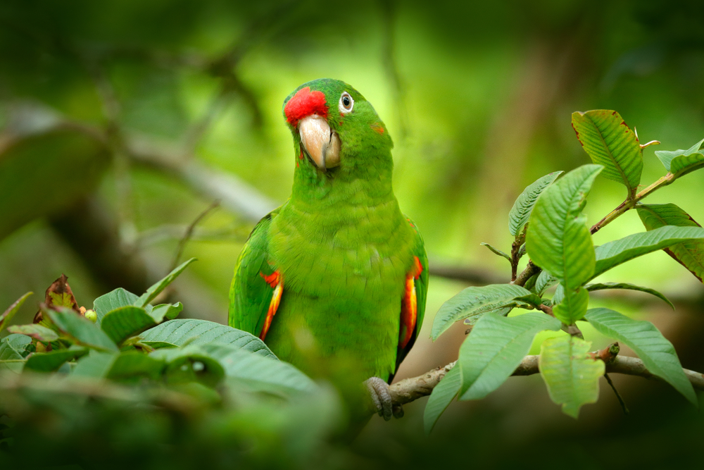 Can Birds Wear Diapers?