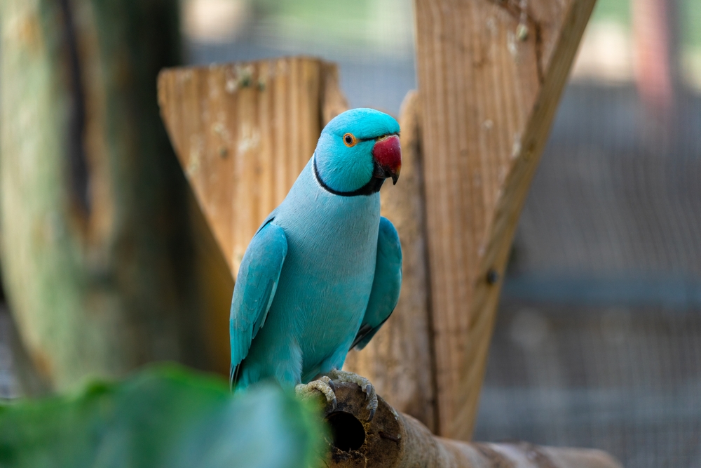 can old bird fly? - Indian Ringneck Parakeet