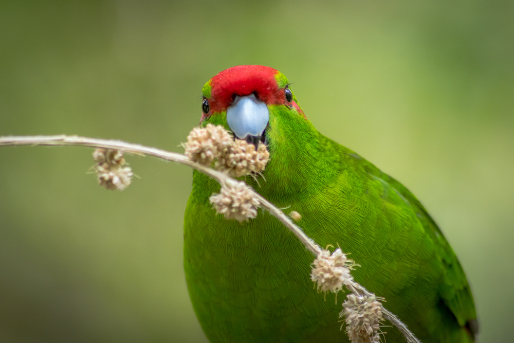 Kakariki eating