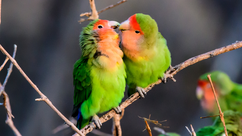 Can Love Birds Change Color?