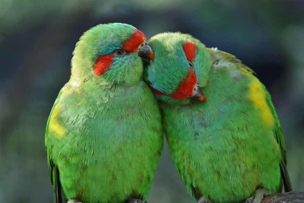 can love birds change color? - Love birds