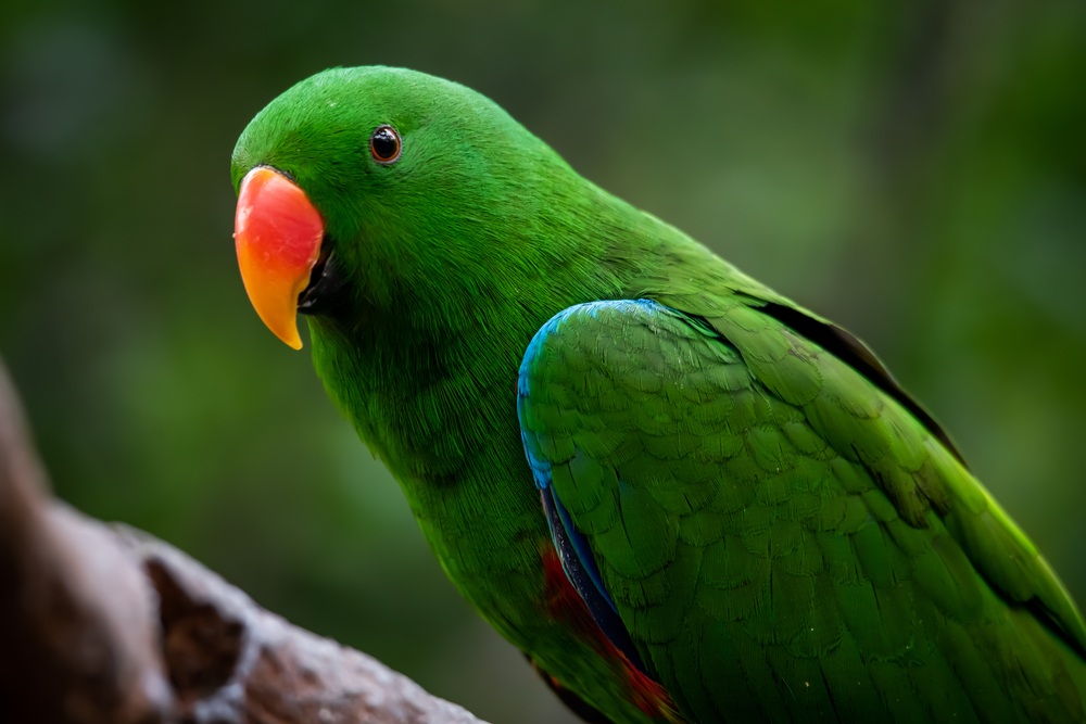 Can Old Birds Fly? - Male Eclectus Parrot