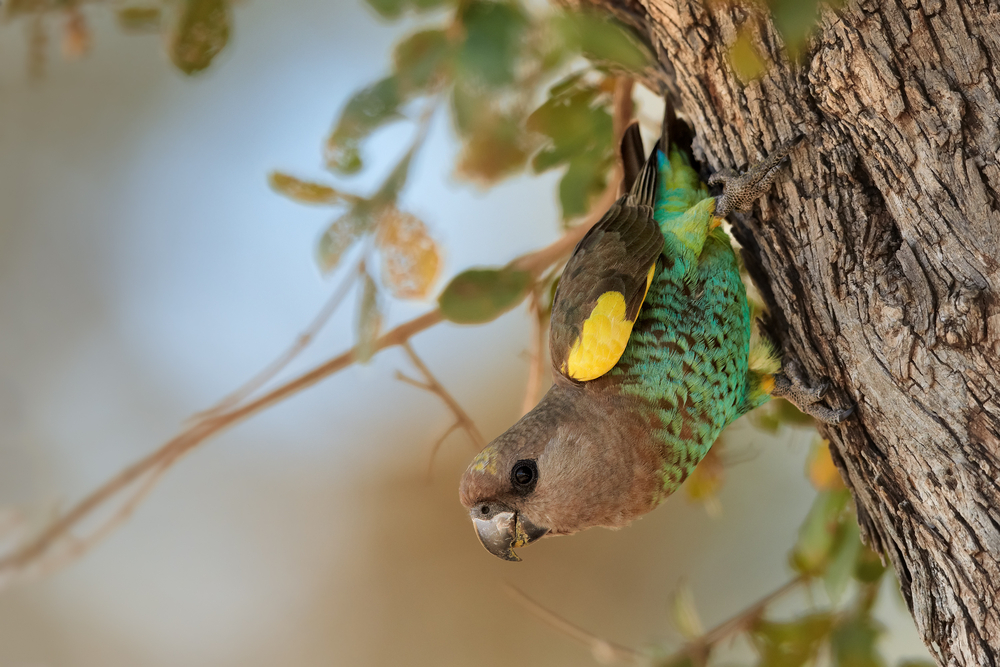 Can I Change My birds cage? Meyer's Parrot