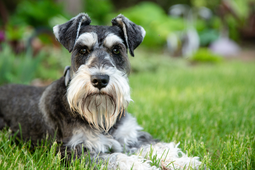 Why Do Miniature Schnauzers Howl? Miniature Schnauzers