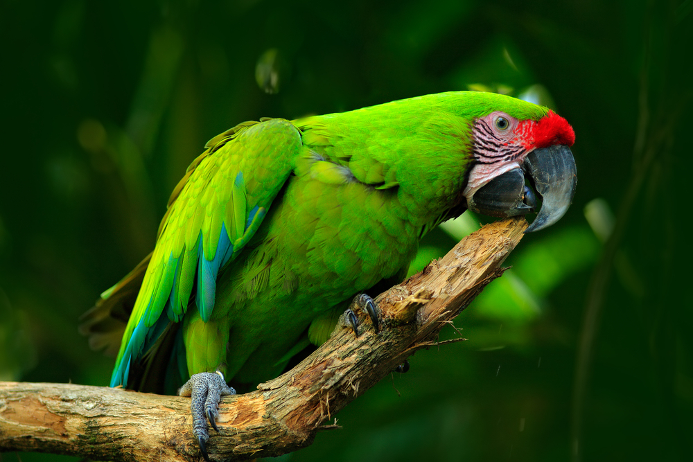 Are Humidifiers safe for birds - parrot