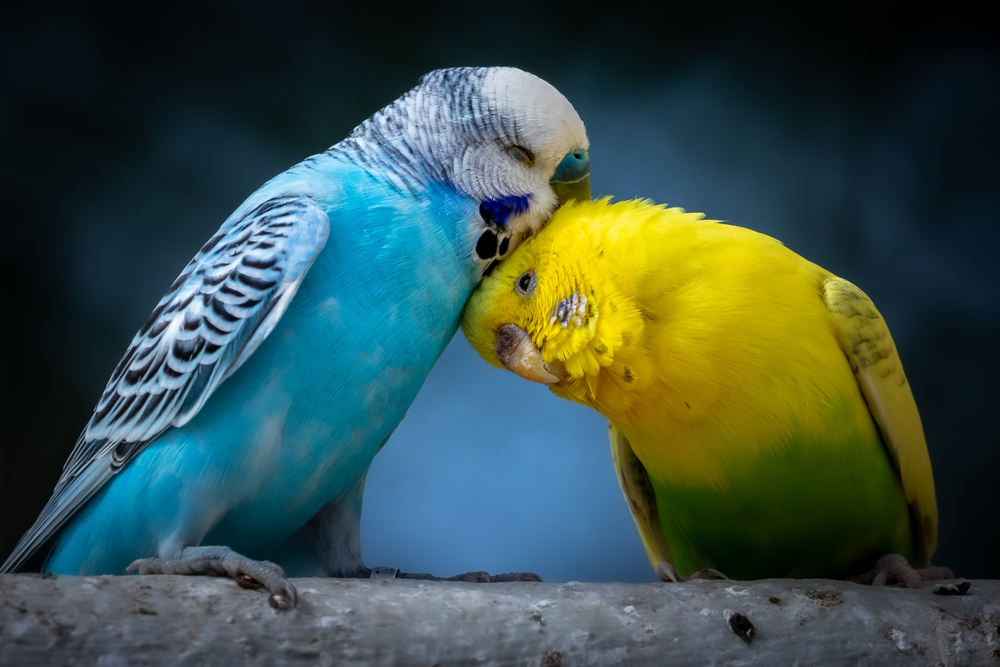 Can Kakarikis Live with Other Birds? Portrait of two cute cuddling budgies