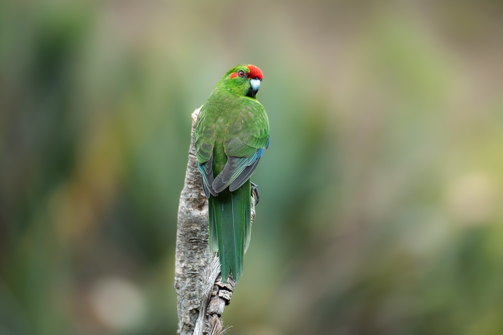 Can Kakarikis Live with Other Birds? Red crowned Kakarikis