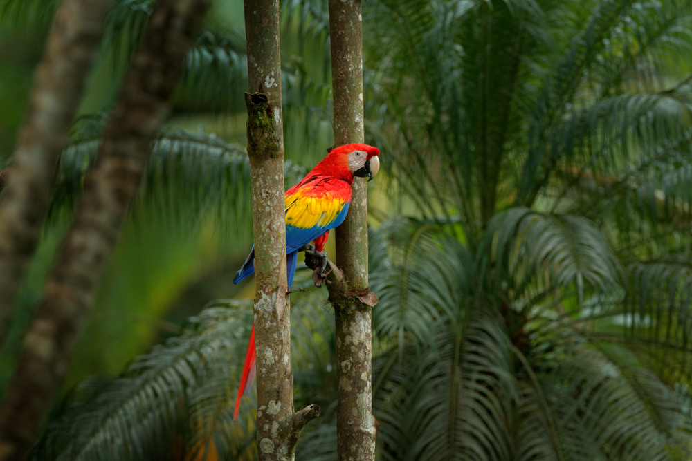 Can Birds Wear Diapers? Red parrot Scarlet Macaw