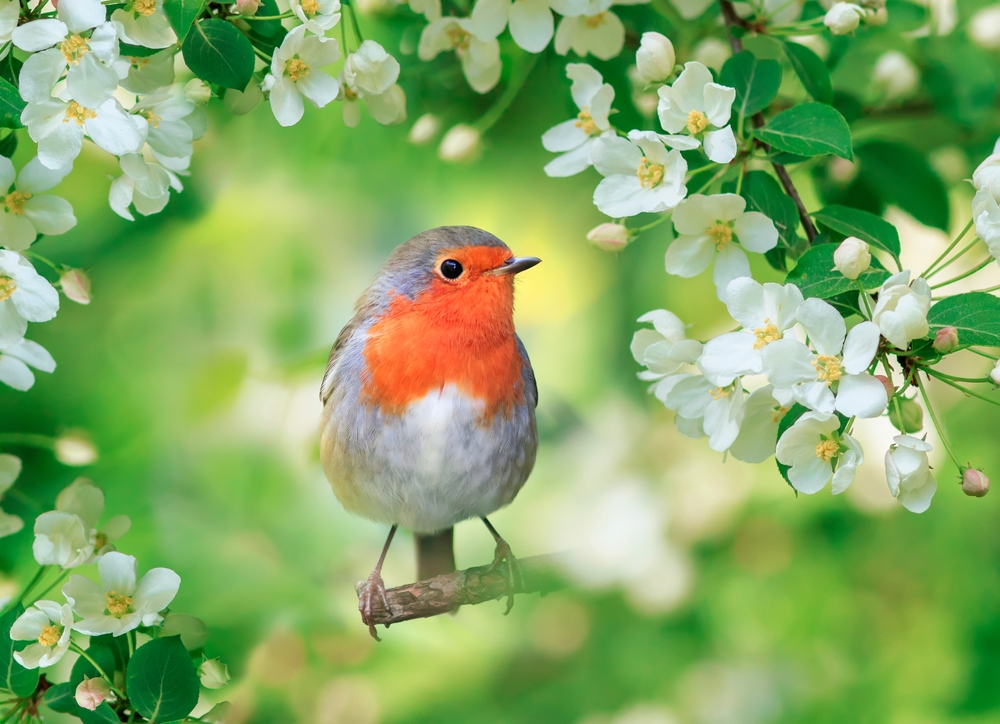 Can Birds Poop While Flying?