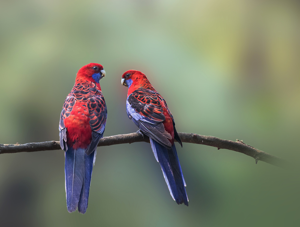 Can I Change My birds cage? - Rosella