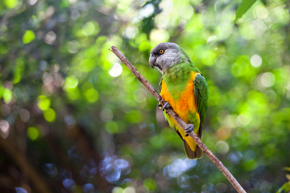 Can Old Birds Fly? - Senegal parrot or Poicephalus