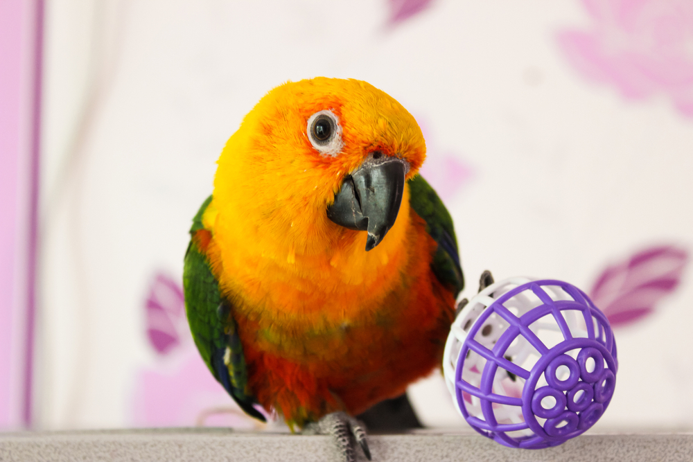 Can Old Birds Fly? - Sun conure parrot