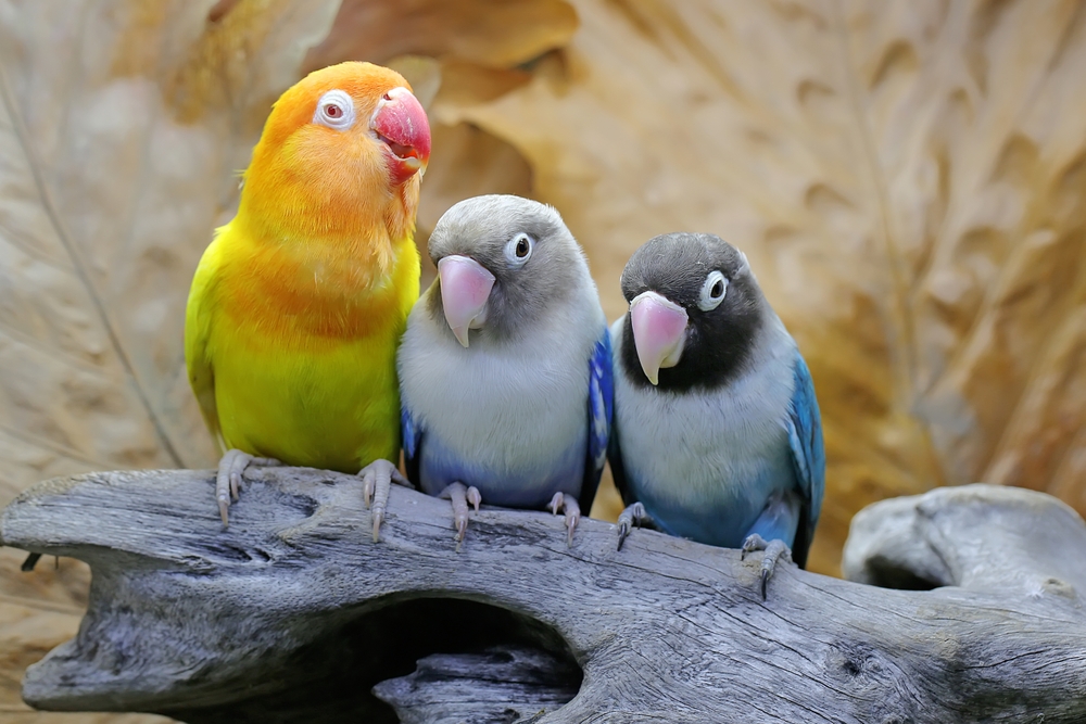 Can Love Birds Change Color? - Three Love birds Sitting on a Branch