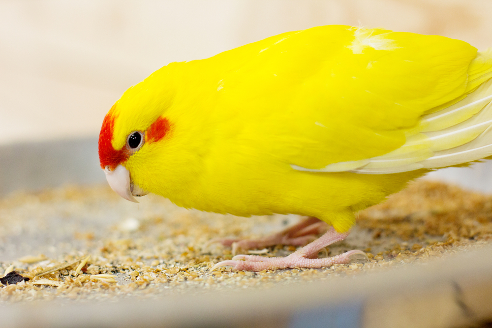 Can Kakarikis Live with Other Birds?