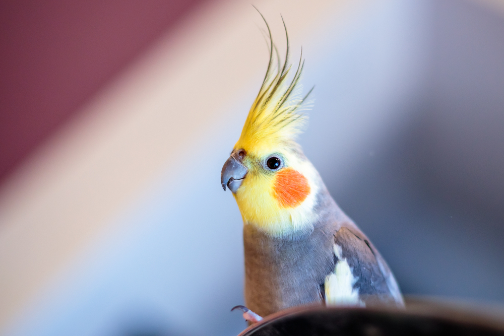 Can Kakarikis Live with Other Birds? cute cockatiel parrot 