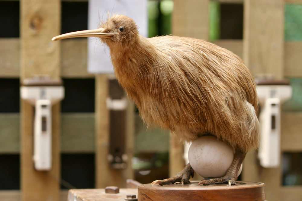 Can Kiwi Birds Swim?