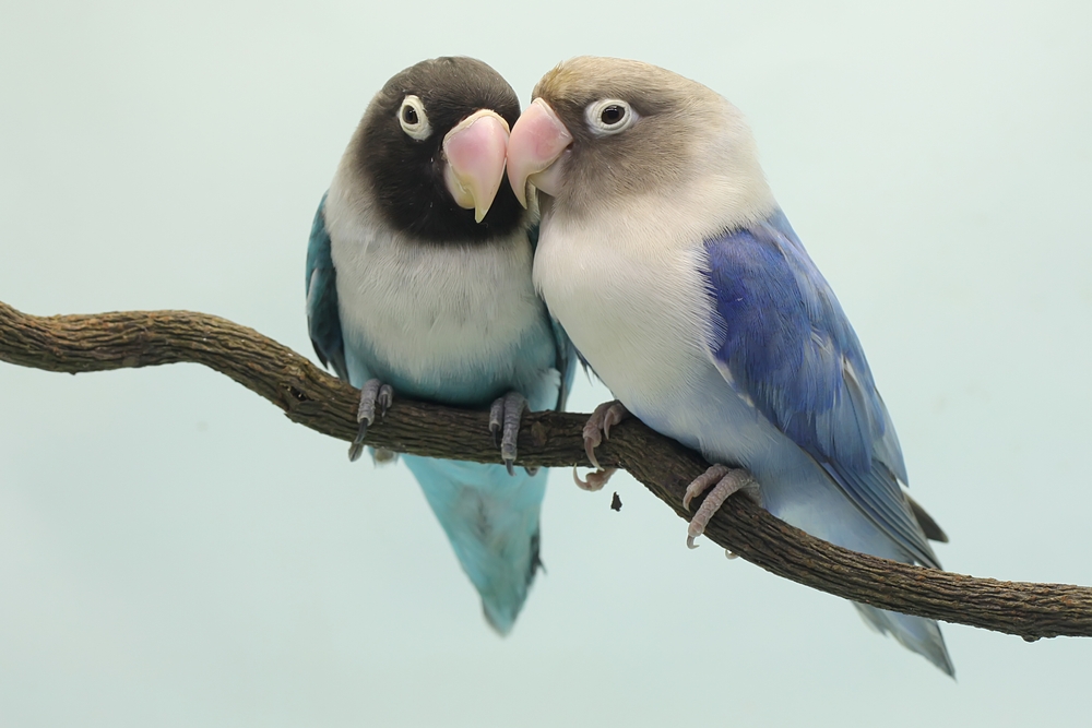 Can Love Birds Change Color? pair Of Love Birds