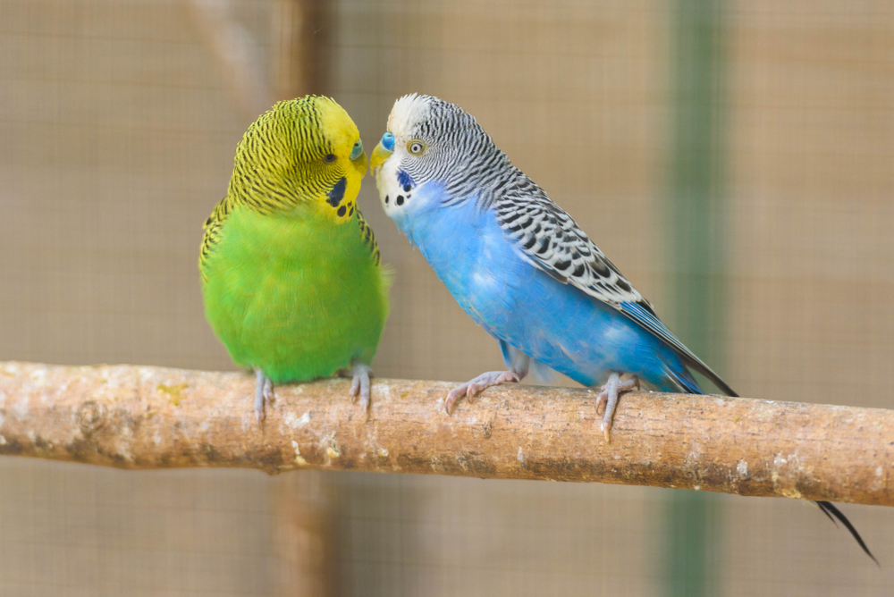 Can Birds Wear Diapers? parakeets