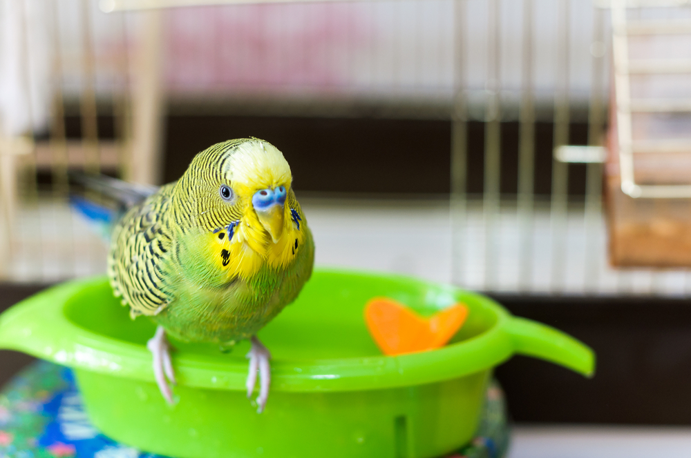 parrot takes a bath - Humidifiers