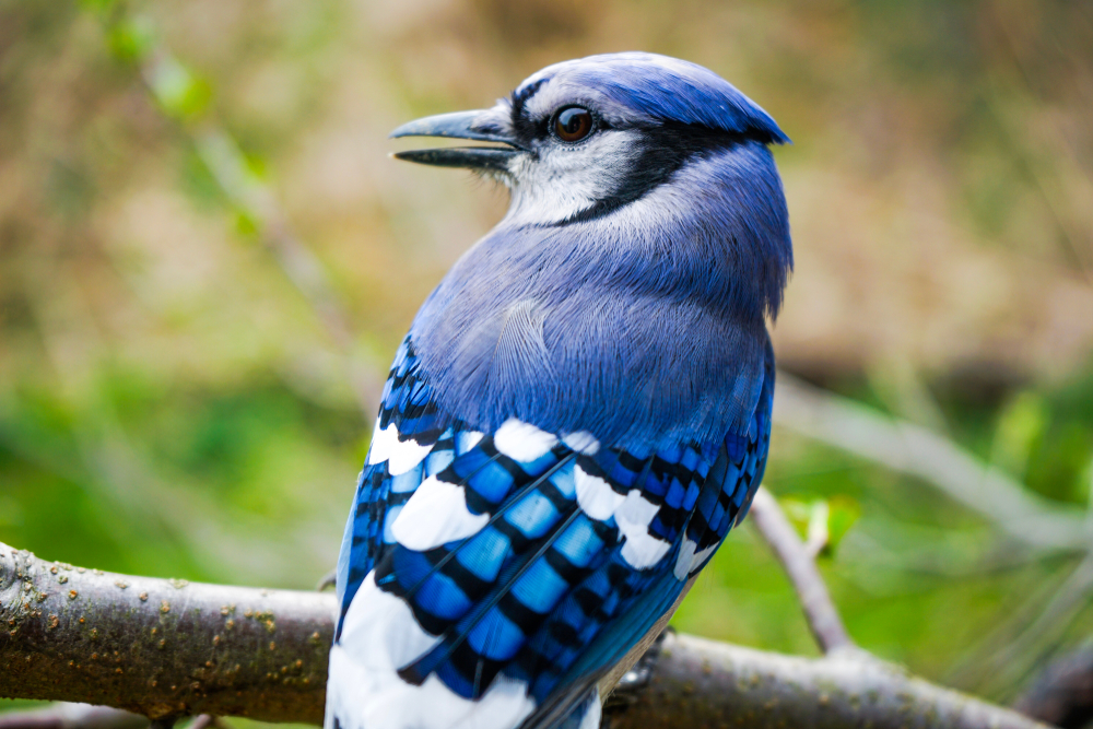 Can Birds Break Their Tails?