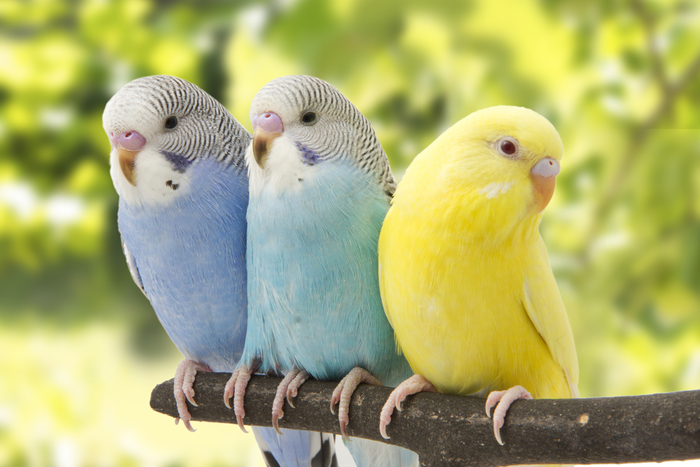 Can Kakarikis Live with Other Birds? three budgies are in the roost