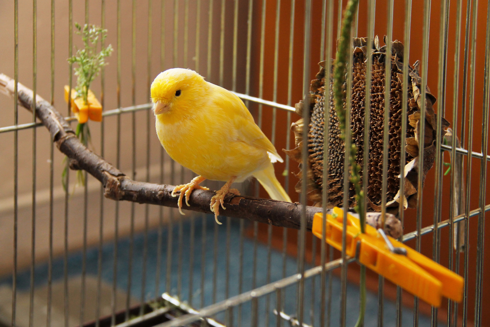 Can I Change My birds cage? - yellow canary