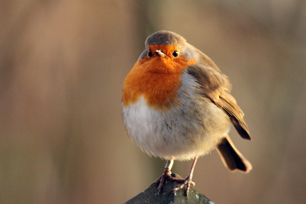 Can Birds Get Fat?